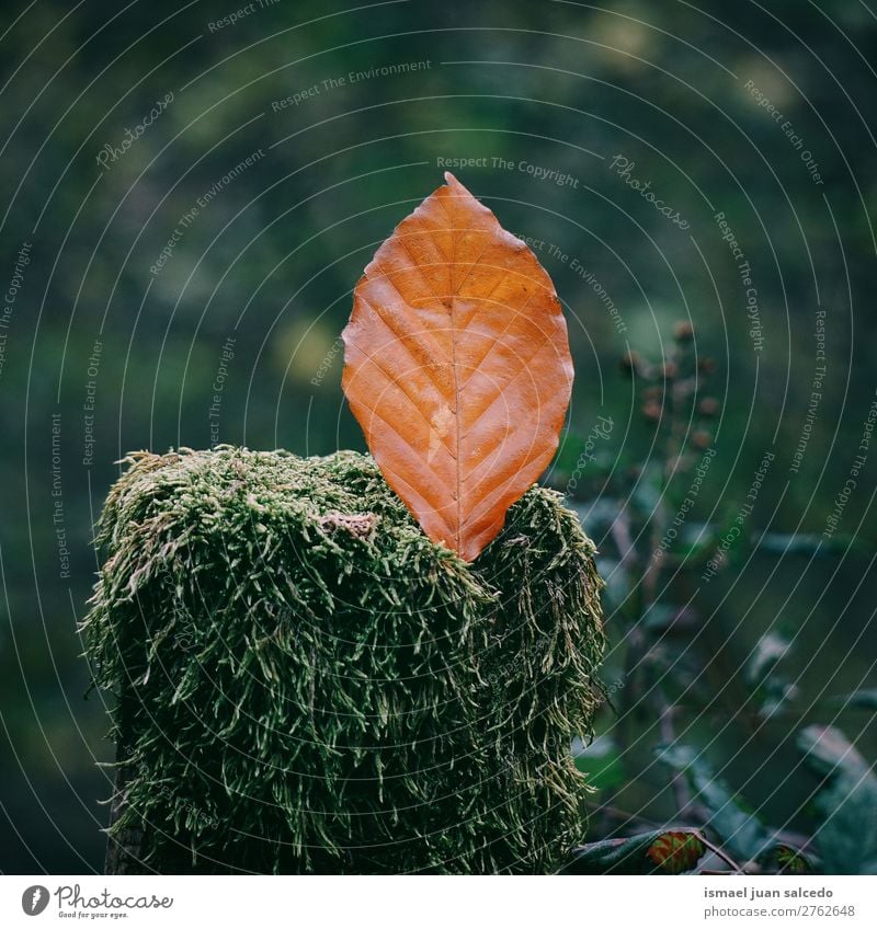 brown leaf on the trunk Leaf Brown Nature Abstract Consistency Exterior shot background Beauty Photography fragility Autumn fall Winter