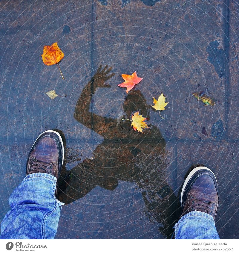 brown leaf and silhouette Leaf Brown Nature Abstract Consistency Exterior shot background Beauty Photography fragility Autumn fall Winter Silhouette legs