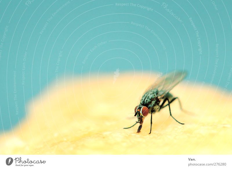 Mm, cake! Nature Animal Wing Insect Fly Eyes 1 Blue Yellow Colour photo Multicoloured Exterior shot Close-up Macro (Extreme close-up) Deserted Copy Space left