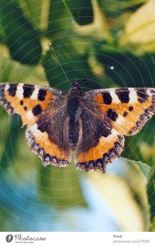 Little Fox Small tortoiseshell Insect Butterfly Spring butterflies Close-up