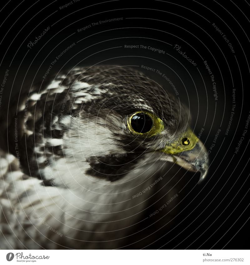 peregrine falcon Falcon Bird of prey Observe Looking Esthetic Threat Brown Yellow Gray Black Silver Animal protection Environmental protection Colour photo