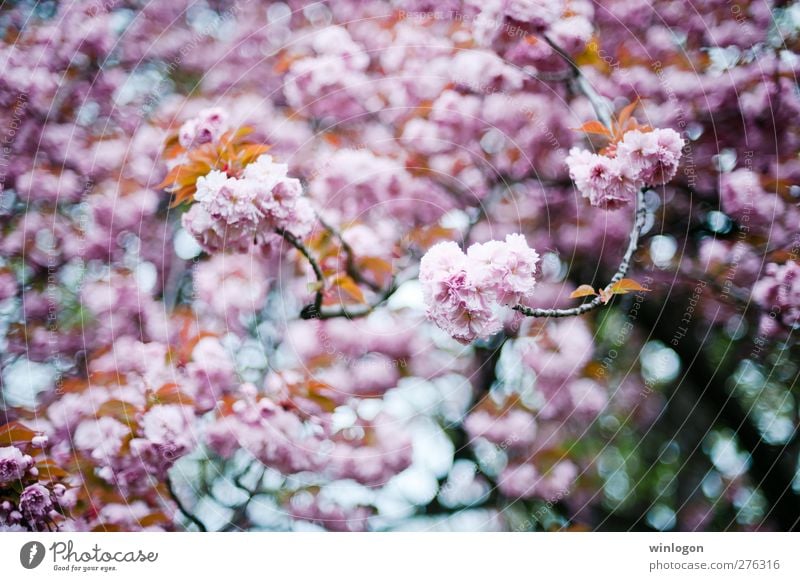 Cherry forest 2 Spring Summer Tree Leaf Blossom Breathe Blossoming Fragrance To enjoy Hang Love Dream Authentic Happiness Happy Kitsch Sustainability Clean