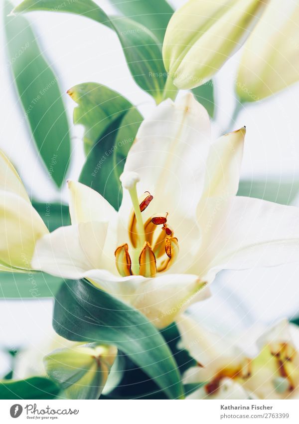 lily lily flower bouquet of flowers Nature Plant Flower Leaf Blossom Lily Lily plants Bouquet Blossoming Illuminate Esthetic Exotic Yellow Green Orange Pink Red