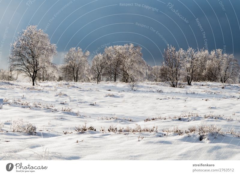 Cool and cloudy Far-off places Winter Snow Environment Nature Landscape Plant Clouds Storm clouds Ice Frost Tree Grass Bushes Esthetic Threat Dark Cold Blue