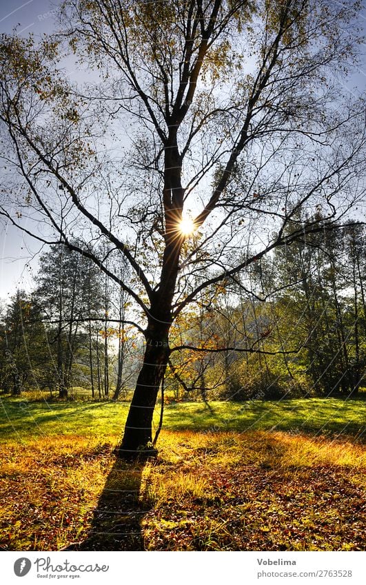 Sun in the autumn forest Nature Landscape Sunlight Autumn Beautiful weather Tree Forest Blue Brown Multicoloured Yellow Gold Green Orange Black Automn wood