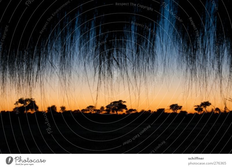 brush canopy Environment Nature Landscape Plant Cloudless sky Night sky Horizon Sunrise Sunset Sunlight Climate Climate change Weather Beautiful weather Tree