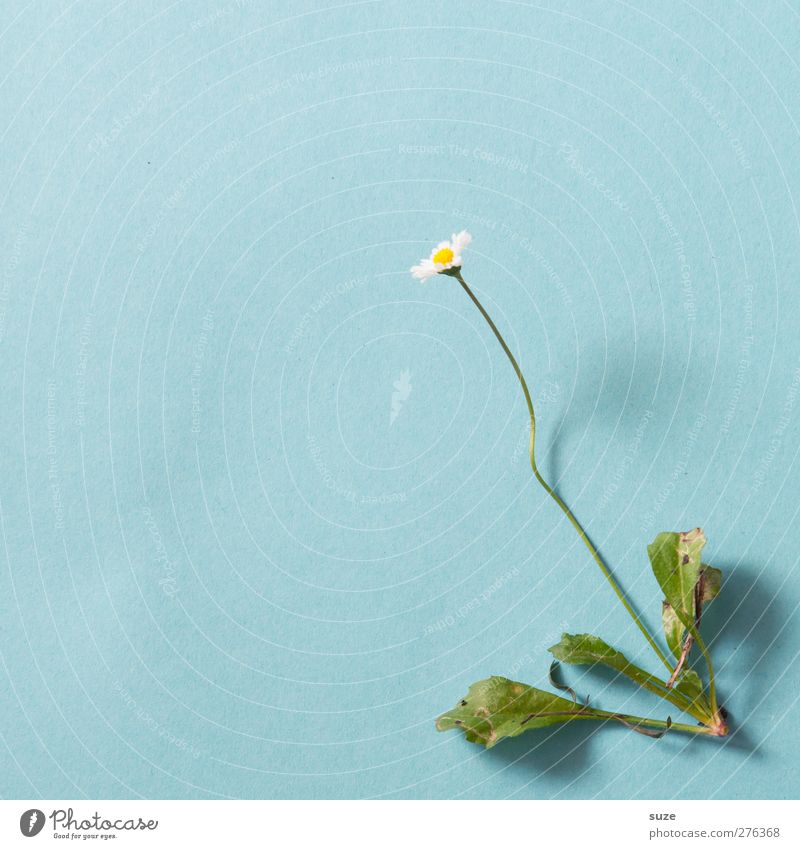 Daisy in summer dress Nature Plant Flower Leaf Blossom Lie Small Cute Blue Biology Stalk Botany Verdant Part of the plant Uprooted nature studies Research