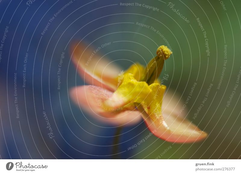 summer-coloured Plant Summer Flower Blossom Blossoming Beautiful Near Multicoloured Esthetic Colour photo Exterior shot Macro (Extreme close-up) Copy Space left