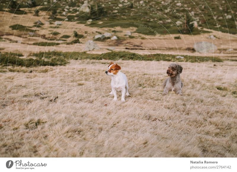 two puppies are in the meadow lying down to continue playing Happy Beautiful Playing Group Nature Animal Grass Park Meadow Lake Fur coat Pet Dog Sit Natural