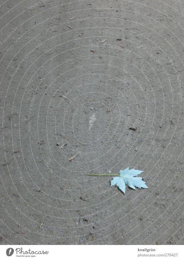 beginning of autumn Nature Plant Elements Earth Leaf Lie Faded Natural Dry Gray Green Emotions Sadness Loneliness End Transience Change Bright green Ground