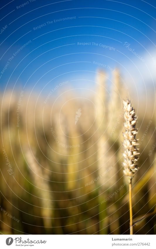 spike hole Environment Landscape Cloudless sky Summer Beautiful weather Plant Agricultural crop Grain Wheat Wheatfield Wheat ear Near Natural Uniqueness