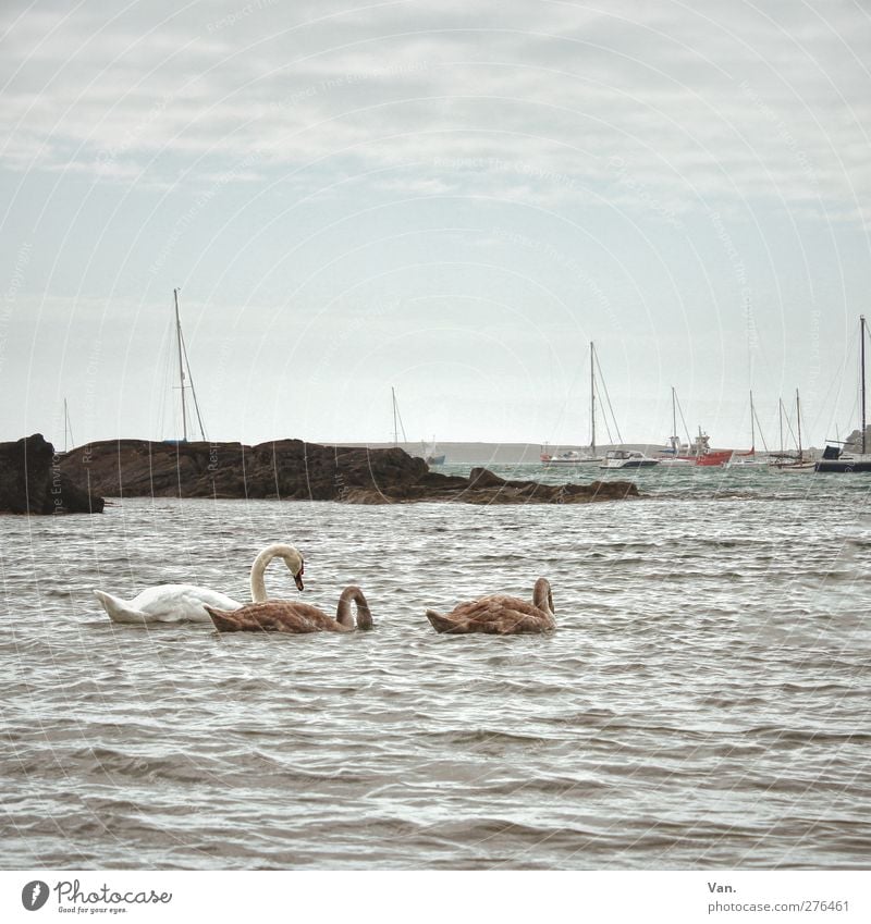 swan lake Nature Animal Water Sky Clouds Rock Waves Coast Bay Ocean Fishing boat Sailboat Wild animal Swan 3 Animal family Swimming & Bathing Colour photo