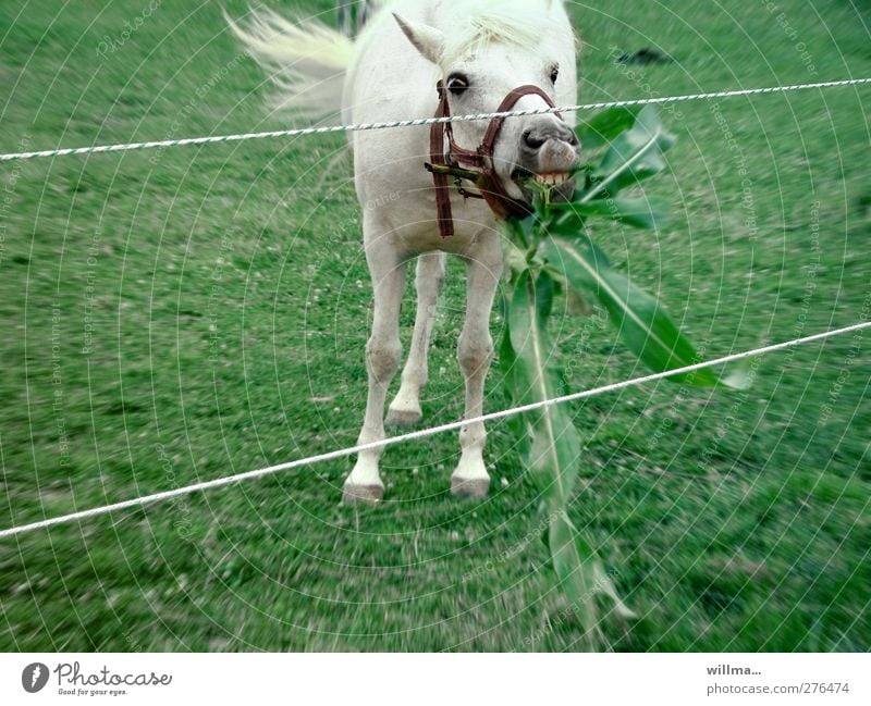 Mr. Ober, the salad servers, please! Horse Gray (horse) To feed green stuff Halter Foliage plant wicker wire Electrified fence Shake willma... Meadow