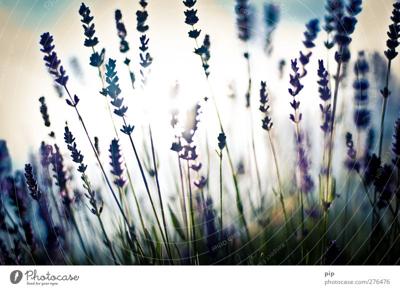 lovendel Environment Nature Plant Blossom Lavender Bright Violet Blur Herbaceous plants Fragrance Blade of grass Colour photo Subdued colour Exterior shot