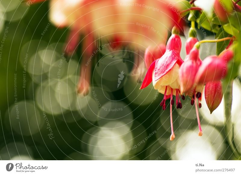 Flower Bokeh Plant Spring Summer Autumn Leaf Blossom Fuchsia Fuchsia flower Garden Blossoming Fragrance Hang Elegant Beautiful Small Green Pink Red White