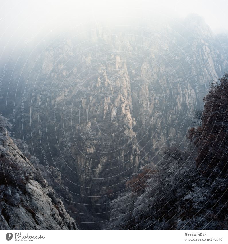 Into the wilderness. Environment Nature Climate Climate change Weather Beautiful weather Ice Frost Tree Mountain Peak Fantastic Far-off places Cold Moody