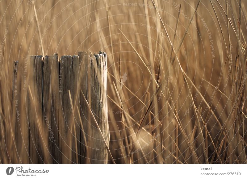 Hiddensee | Reed Environment Nature Summer Plant Agricultural crop Marsh grass Straw Pole Wood Growth Warmth Warm-heartedness Glittering Colour photo