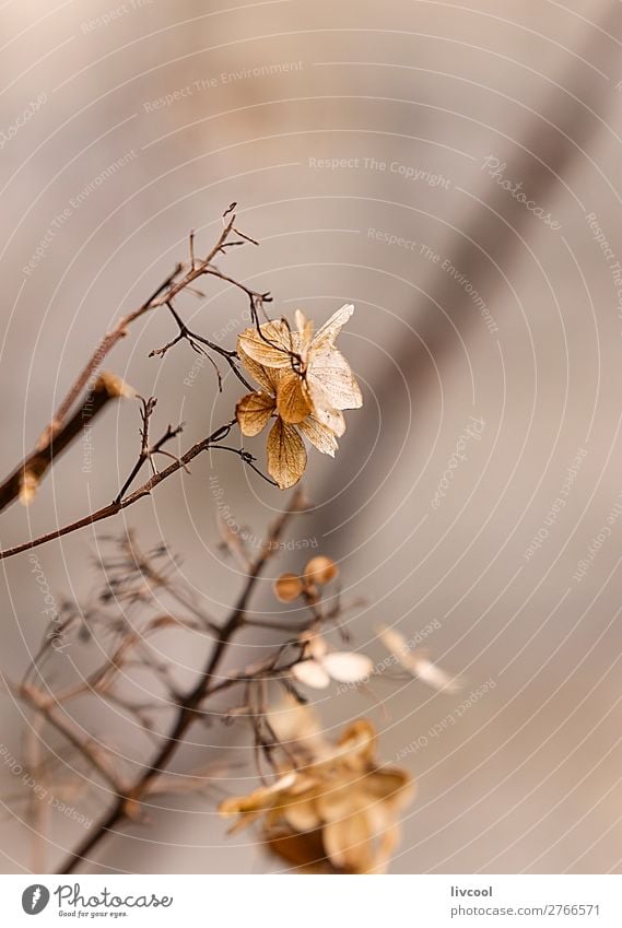 dry leaves in winter Beautiful Winter Garden Nature Plant Spring Tree Flower Leaf Blossom Wild plant Park Street Cute Blue Brown Pink White Death march Bud