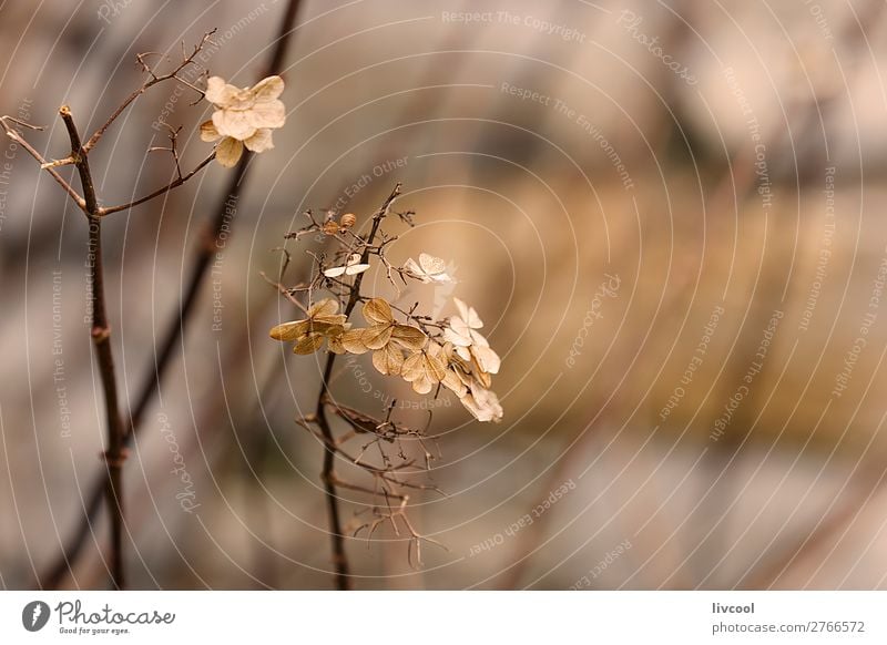 dry leaves, winter Beautiful Winter Garden Nature Plant Spring Tree Flower Leaf Blossom Park Street Cute Dry Blue Brown Pink White Serene Calm Death Emotions