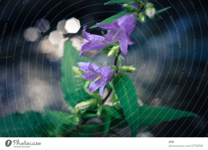 bellflower Nature Plant Flower Bluebell Blossom Calyx Leaf Beautiful Green Violet Esthetic Blur Environmental protection Delicate Colour photo Exterior shot