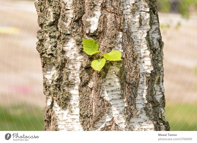 Leaves on Birch Trunk Summer Environment Nature Tree Leaf Park Forest Green White Ukraine bark birch Seasons spring sunny trunk wood young Sunlight