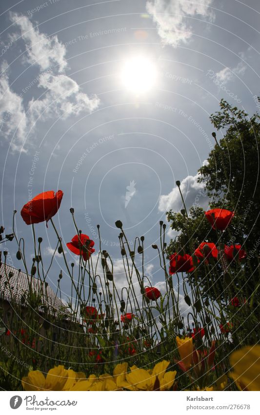 schm. Trip Summer Sun Hiking House (Residential Structure) Garden Agriculture Forestry Nature Landscape Plant Air Sky Clouds Sunlight Beautiful weather Tree