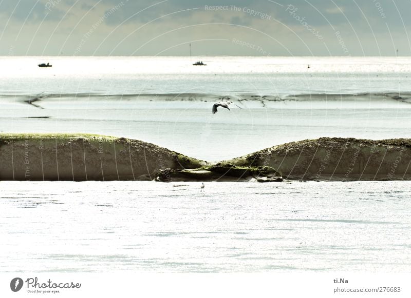 mud sausages Nature Landscape Sky Clouds Storm clouds Summer Beautiful weather Hill Coast Bay North Sea Mud flats Wild animal Bird Seagull Catch Flying Walking