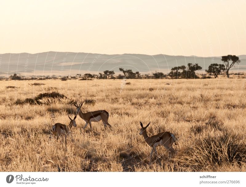 The three from the gas station Environment Nature Landscape Plant Animal Cloudless sky Sunlight Beautiful weather Warmth Drought Wild animal 3 Group of animals