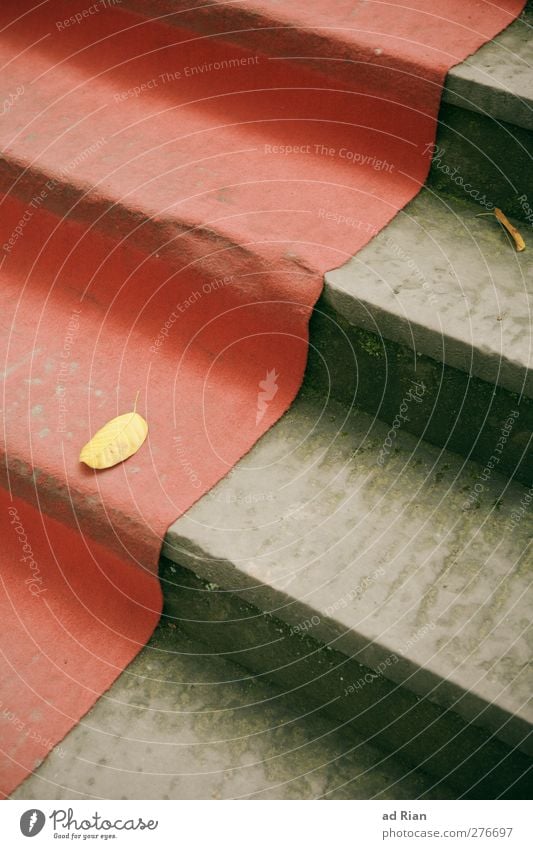 stairway to anywhere Stairs Lanes & trails Utilize Ascending Carpet Leaf Autumn Expired Old Red carpet Colour photo Deserted Bird's-eye view