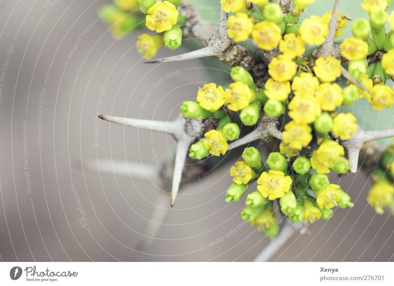 prickly Plant Cactus Exotic Threat Sharp-edged Thorny Yellow Green Pain Bizarre Blossoming Converse Detail Deserted Day Blur