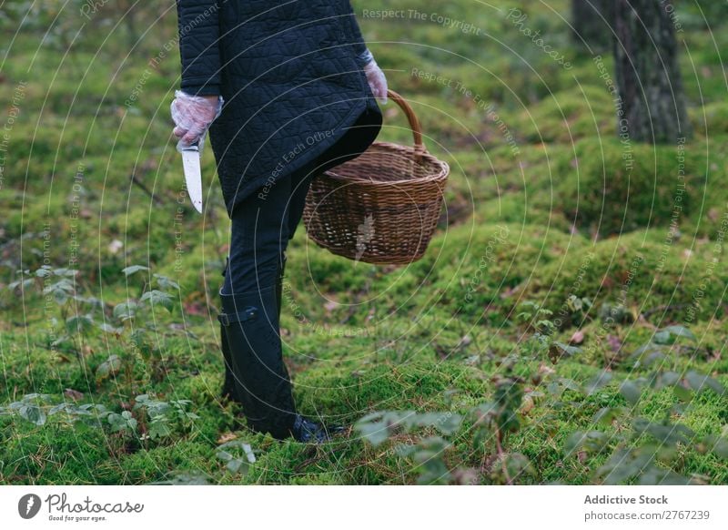 Crop woman collecting mushrooms in woods Woman Mushroom picking Relaxation gathering Tourism Natural Seasons Healthy Autumn Collect Fresh Forest Moss Cold Pick