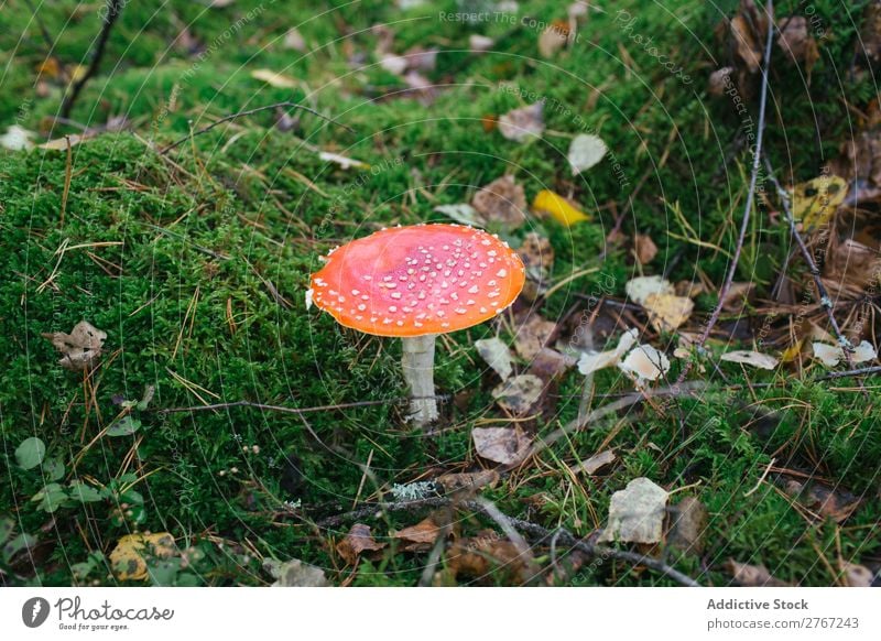 Poisoned bright mushroom toadstool Lawn Autumn Leaf fungus Nature poisonous Environment Mushroom Red Seasons Fresh Holiday season Forest Biology Multicoloured