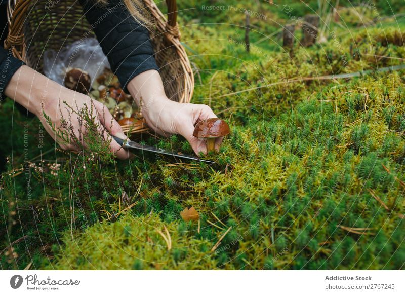 Crop woman cutting off mushroom Woman Mushroom gathering Knives Cut Tourism Natural Environment Seasons Plant Healthy Autumn Collect Fresh Forest Moss Pick