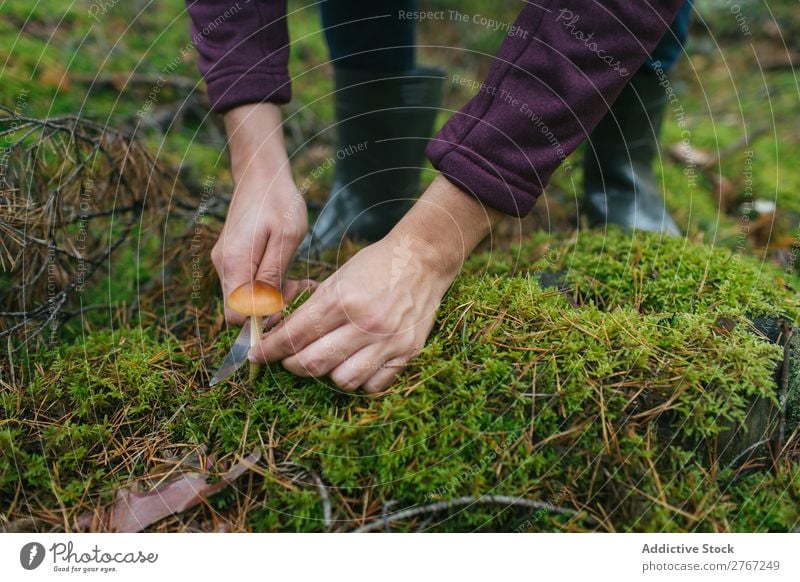 Crop woman cutting off mushroom Woman Mushroom gathering Knives Cut Tourism Natural Environment Seasons Plant Healthy Autumn Collect Fresh Forest Moss Pick