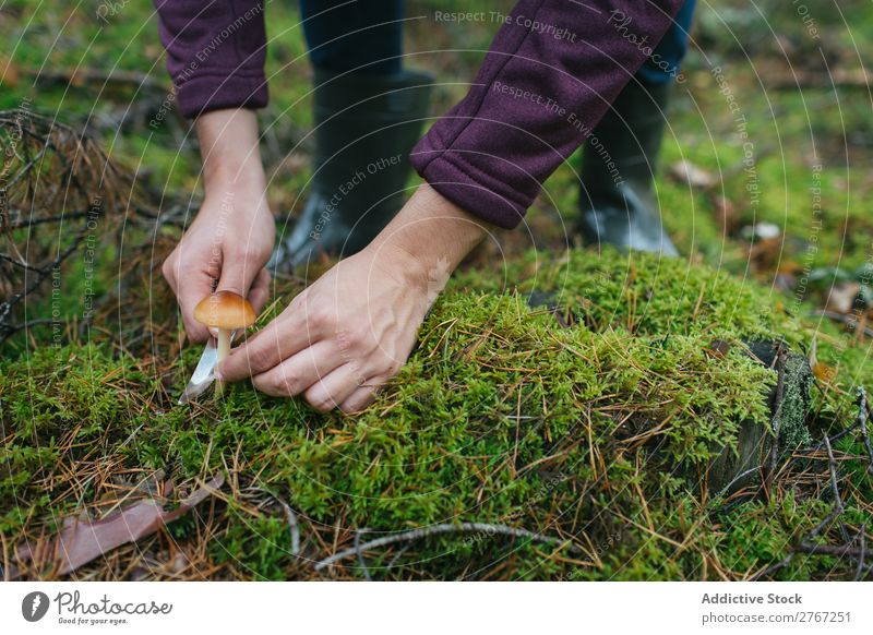 Crop woman cutting off mushroom Woman Mushroom gathering Knives Cut Tourism Natural Environment Seasons Plant Healthy Autumn Collect Fresh Forest Moss Pick