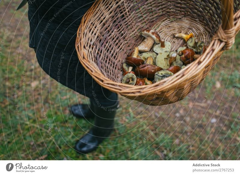 Crop person holding bucket full of mushrooms Basket Mushroom Pick Seasons Forest Natural Summer Healthy Fresh Food Autumn wicker Nature Brown Organic Wild