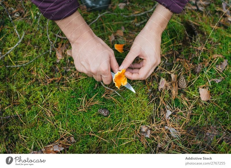 Crop woman cutting off mushroom Woman Mushroom gathering Knives Cut Tourism Natural Environment Seasons Plant Healthy Autumn Collect Fresh Forest Pick