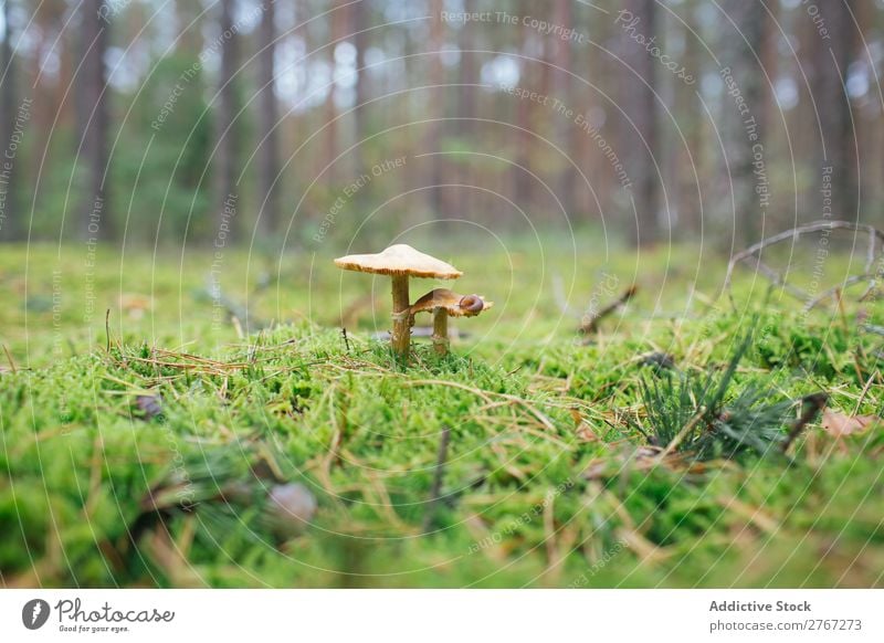 Poisoned bright mushroom toadstool Lawn Autumn Leaf fungus Nature poisonous Environment Mushroom Red Seasons Fresh Holiday season Forest Biology Multicoloured