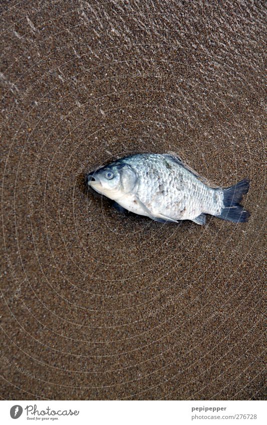 non-swimmer Food Fish Nutrition Fishing (Angle) Sand Water Coast Beach Animal Dead animal 1 Brown Turquoise Death Colour photo Exterior shot Close-up Deserted