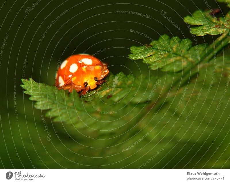 "N beetle on the leaf" and I have no idea which one it could be. it looks pretty with its white spots on an orange background. Warmth Fern Foliage plant Forest