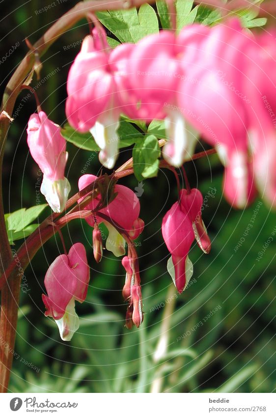 teary heart Blossom Flower Meadow Spring Bleeding heart