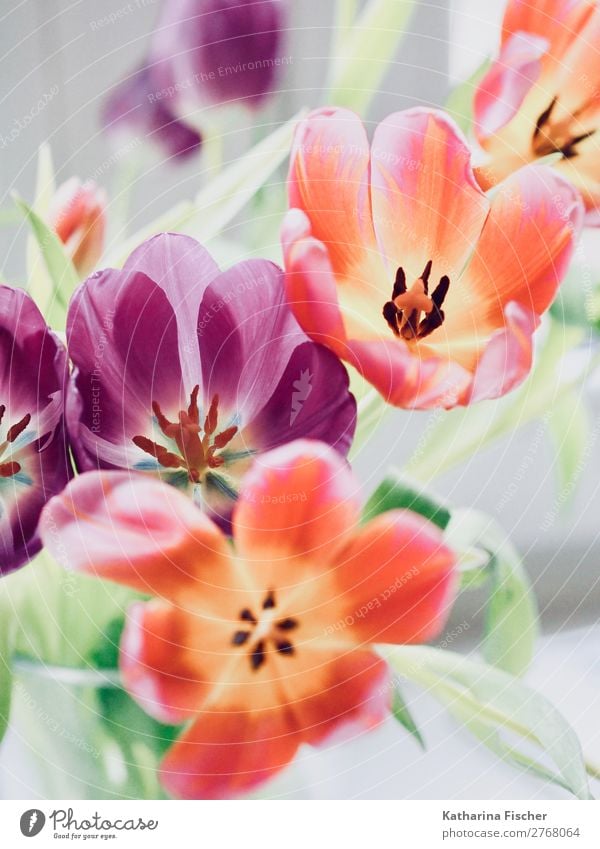 Tulip Flowers Tulip Bouquet orange purple Art Work of art Nature Plant Spring Summer Autumn Winter Leaf Blossom Blossoming Illuminate Fragrance Yellow Green