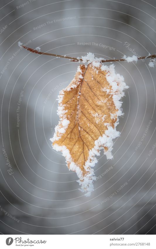 freezing Environment Nature Winter Climate Ice Frost Snow Plant Leaf Twig Forest Cold Calm Transience Change Frozen Hoar frost Colour photo Black & white photo