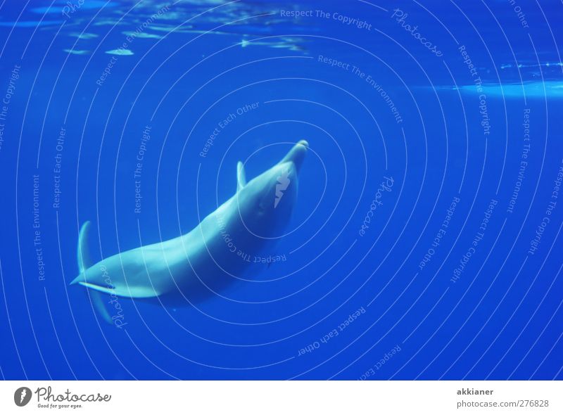 More beautiful in freedom! Environment Nature Animal Elements Water Wild animal 1 Elegant Bright Wet Natural Blue Dolphin Float in the water Fin Colour photo