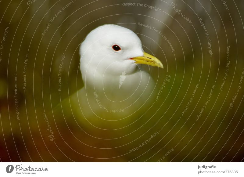 Iceland Environment Nature Plant Animal Grass Wild animal Bird 1 Natural kittiwake Colour photo Exterior shot Blur Animal portrait Profile