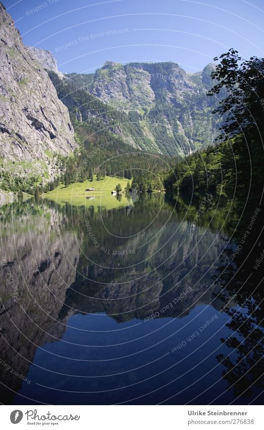 Upper Lake Environment Nature Landscape Plant Sky Cloudless sky Summer Beautiful weather Tree Grass Bushes Rock Alps Mountain Steinernes Meer Alpine pasture