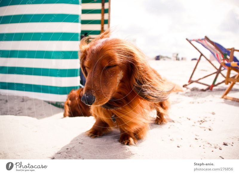 Full in the wind tunnel Clouds Summer Beautiful weather Coast Beach North Sea Baltic Sea Island Borkum Pet Dog Animal face Pelt 2 Think To enjoy Lie