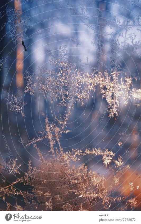 floral Environment Nature Landscape Winter Ice Frost Forest Frostwork Glass Freeze Cold Bizarre Colour photo Exterior shot Close-up Detail Abstract