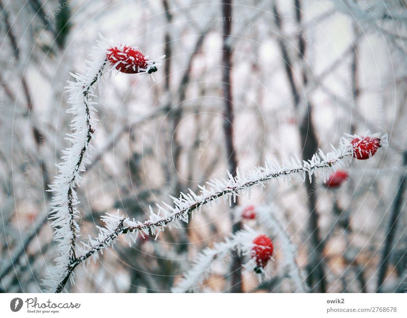 Winter Games Environment Nature Landscape Plant Ice Frost Snow Bushes Rose hip Hedge Forest Freeze Cold Motionless Colour photo Exterior shot Detail