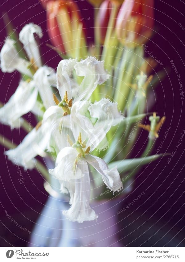 Tulips white red orange bouquet Art Work of art Nature Plant Spring Summer Autumn Winter Leaf Blossom Bouquet Blossoming Illuminate Esthetic Exceptional